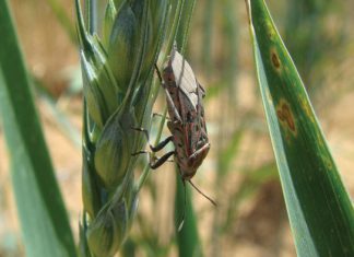Monitering noodsaaklik vir geïntegreerde insekbestuur