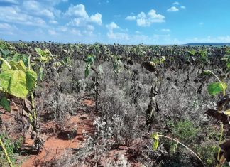 Skaakmat vir onkruide in produksie van sonneblom