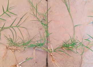 Beheer op kweekgras van nader beskou