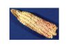 Mycotoxin research can help curb negative effects