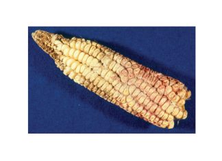 Mycotoxin research can help curb negative effects