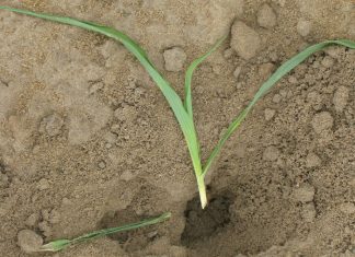 Kontantgewasse is uiters kwesbaar vir nagmuisskade