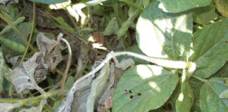 Sclerotinia stem rot: Light at the end of the tunnel?