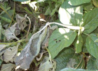 Sclerotinia stem rot: Light at the end of the tunnel?