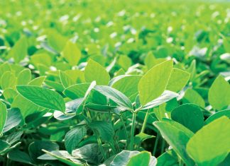 Wanneer mikro-elemente “makro” belangrik word