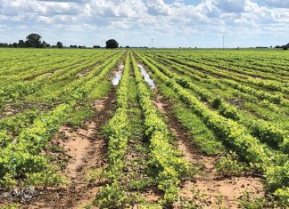Sojabone klop mielies in nat toestande