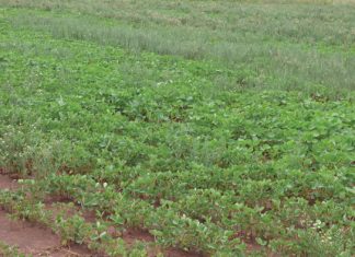 Chemiepryse: Nog ’n inset wat kopseer veroorsaak