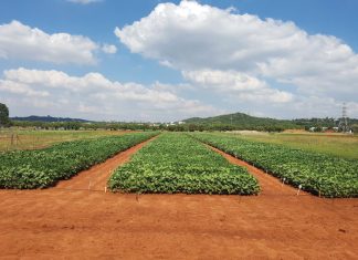 Onkruidbeheer vanaf plant noodsaaklik by sojabone