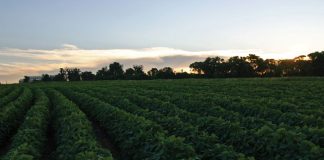 Pas grondbeginsels van bemesting toe – selfs in tawwe tye