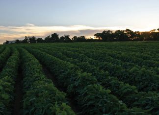 Pas grondbeginsels van bemesting toe – selfs in tawwe tye