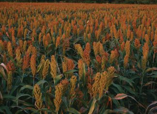 Sorghumproewe: goeie potensiële kultivars in die pyplyn