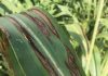 Sorghum diseases to look out for in new season