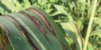 Sorghum diseases to look out for in new season