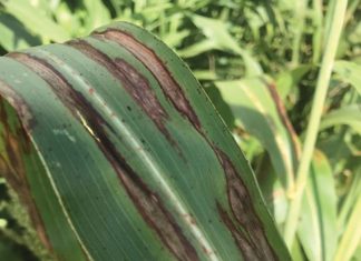 Sorghum diseases to look out for in new season