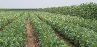Shift towards crop rotation is a positive sign