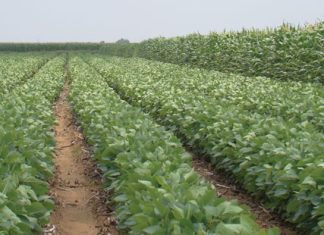 Shift towards crop rotation is a positive sign