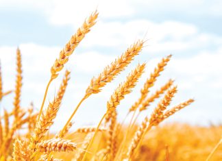 Wat hou die nuwe koringseisoen in?