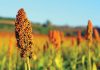 Sorghum – a hidden treasure of African soil