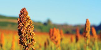 Sorghum – a hidden treasure of African soil