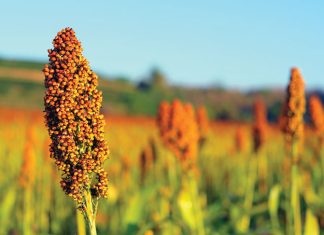Sorghum – a hidden treasure of African soil