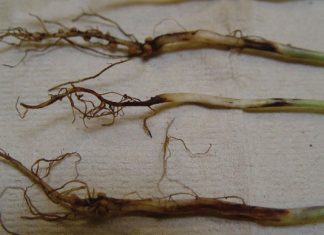 Wortel- en saailingsiekte bly ’n tameletjie