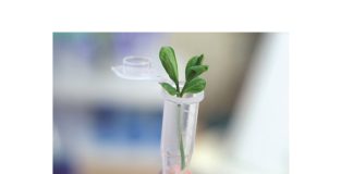 Ensuring a sustainable future for agriculture through CRISPR