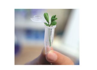 Ensuring a sustainable future for agriculture through CRISPR