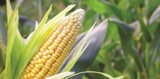 Nog ’n deurbraak in insekbeheer