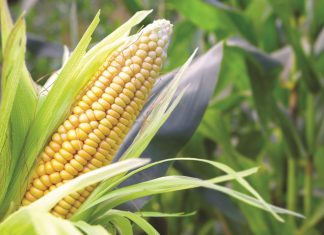 Nog ’n deurbraak in insekbeheer