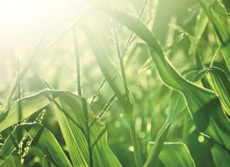 Kopvrotte maak amok by mielies