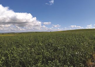 Nutsgewasse in die Wes-Kaap toon groot potensiaal