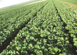 Voed die wêreld met kleiner omgewingsimpak