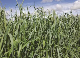 Gaan só te werk met mengsel van dekgewasse