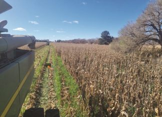 Kan dekgewasse in die Noordwes-Vrystaat werk?