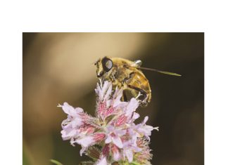 Dekgewasse voordelig vir insekte in landbou-ekosisteme