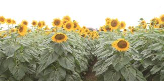 Planting date has significant effect, study shows