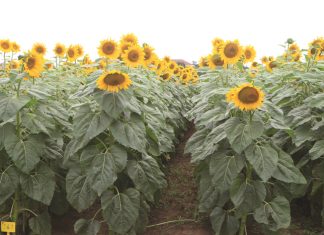 Planting date has significant effect, study shows