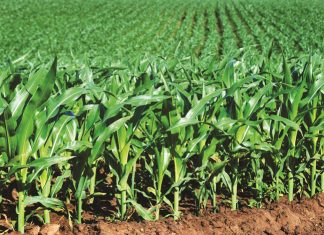 When is it too late to plant?