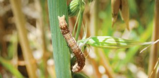 Super productive crops with serious health challenges