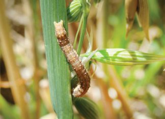 Super productive crops with serious health challenges