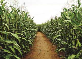 Mielies: Om oor te plant of nie …