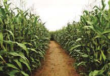 Hoe verskil statutêre en vrywillige heffings?