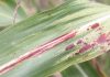 Research shows response of genotypes to foliar diseases