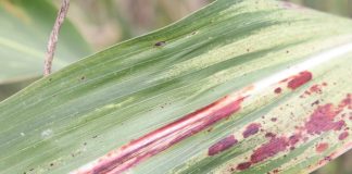 Research shows response of genotypes to foliar diseases