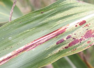 Research shows response of genotypes to foliar diseases