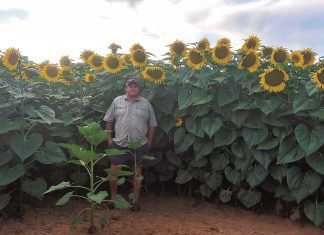 Hoë olie in sonneblom die toekomspad van die bedryf