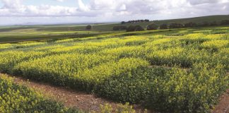 Kanola – jou keuse in 2023 is belangriker as ooit