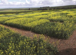 Kanola – jou keuse in 2023 is belangriker as ooit