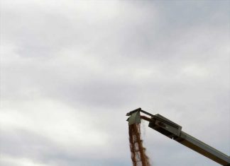 Barley harvest face some challenges