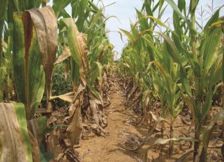 Wisselbou: ’n bousteen van volhoubare graanproduksie